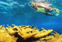 La Roqueta Island Snorkeling